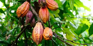 Kakao a kakaové bôby
